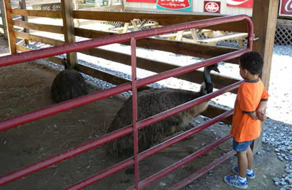 boy at the petting zoo
