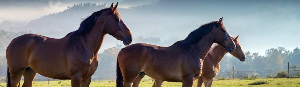 more horses beside a fence