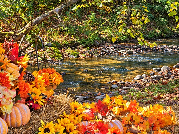 a mountain creek with some fall display in the foreground