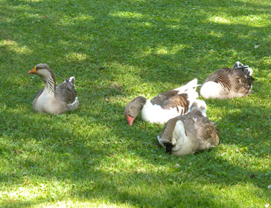 Ducks on the grass at Big Rock Dude Ranch
