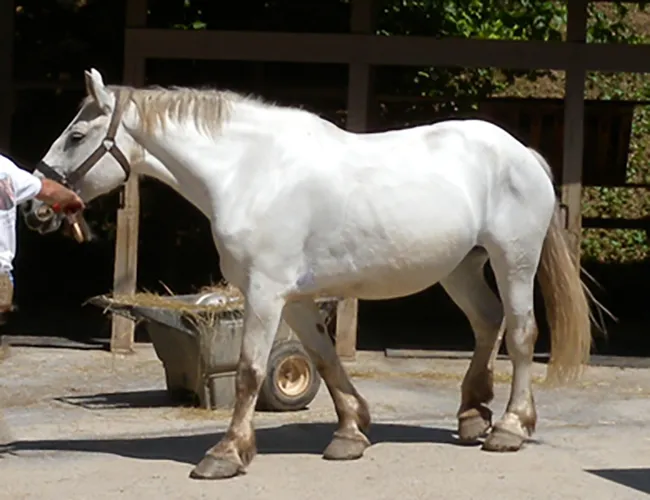 horse being led by a guide