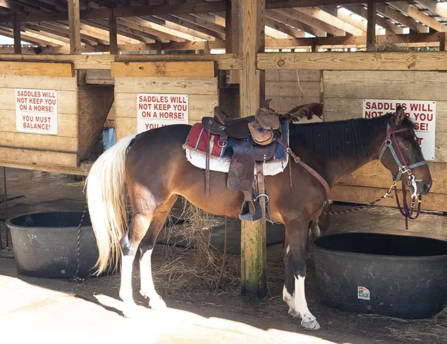 horse in the stable