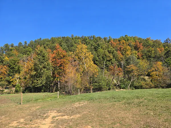 a mountain-side meadow in the fall