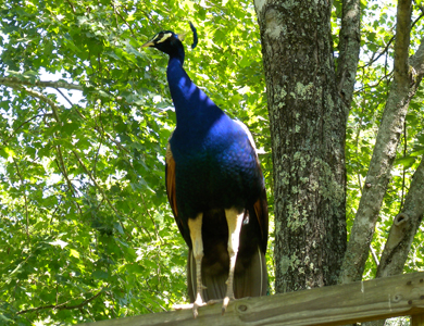 peacock sitting on a fence
